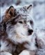 lobo_