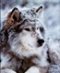 lobo_